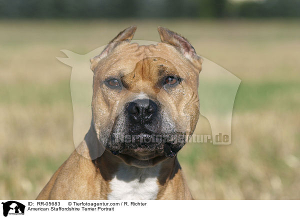American Staffordshire Terrier Portrait / American Staffordshire Terrier Portrait / RR-05683