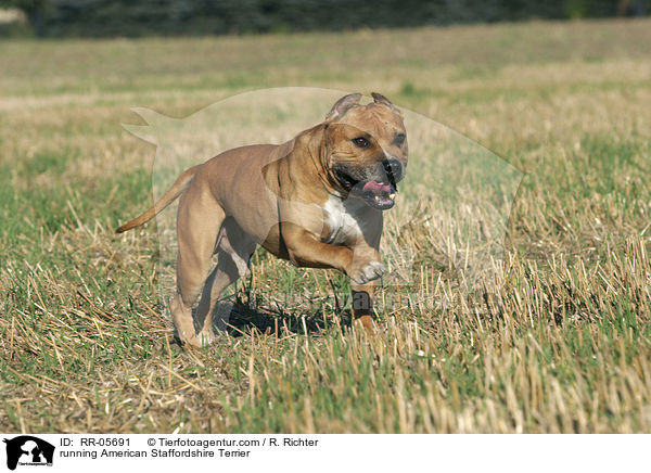 rennender / running American Staffordshire Terrier / RR-05691