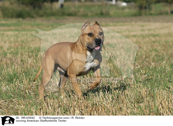 rennender / running American Staffordshire Terrier / RR-05692