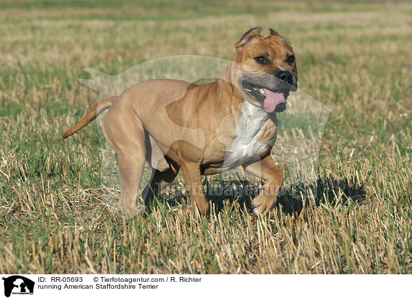 rennender / running American Staffordshire Terrier / RR-05693