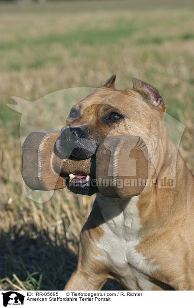 American Staffordshire Terrier Portrait / American Staffordshire Terrier Portrait / RR-05695