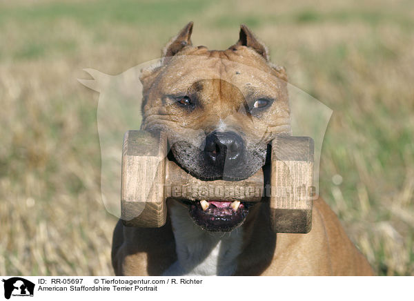 American Staffordshire Terrier Portrait / RR-05697