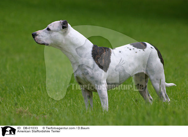 American Staffordshire Terrier / DB-01033