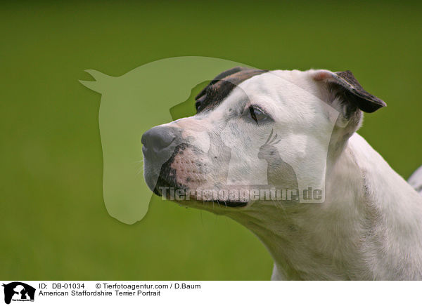 American Staffordshire Terrier Portrait / DB-01034