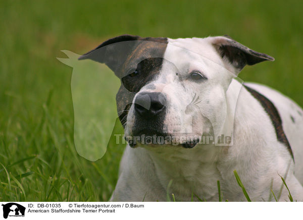 American Staffordshire Terrier Portrait / American Staffordshire Terrier Portrait / DB-01035
