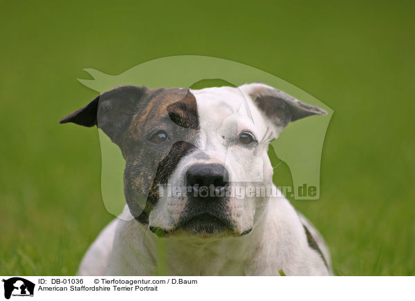 American Staffordshire Terrier Portrait / American Staffordshire Terrier Portrait / DB-01036