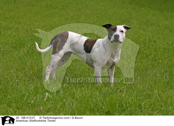 American Staffordshire Terrier / American Staffordshire Terrier / DB-01037