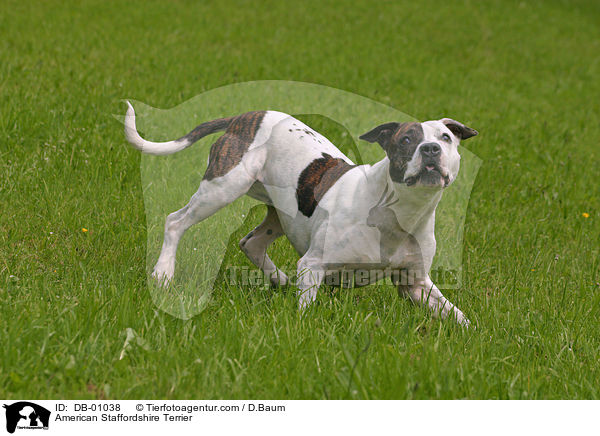 American Staffordshire Terrier / American Staffordshire Terrier / DB-01038