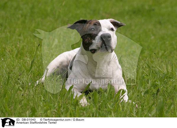 American Staffordshire Terrier / American Staffordshire Terrier / DB-01040