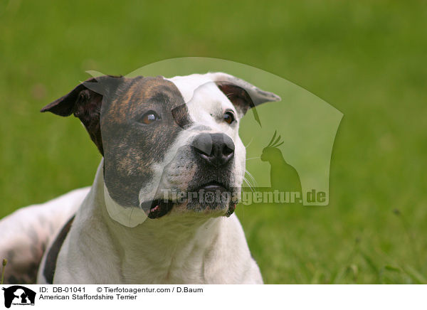 American Staffordshire Terrier / American Staffordshire Terrier / DB-01041