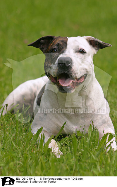 American Staffordshire Terrier / American Staffordshire Terrier / DB-01042