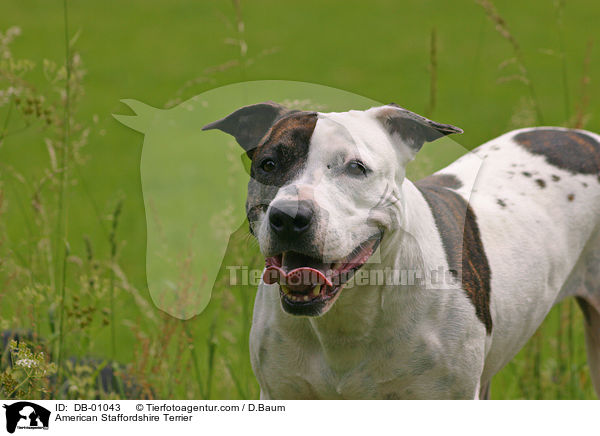 American Staffordshire Terrier / DB-01043