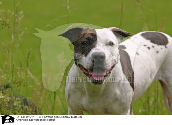 American Staffordshire Terrier / American Staffordshire Terrier / DB-01044