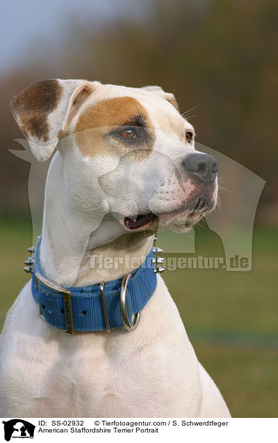 American Staffordshire Terrier Portrait / American Staffordshire Terrier Portrait / SS-02932