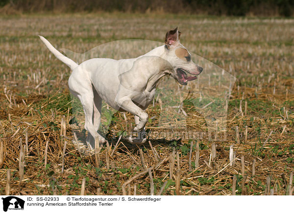 rennender American Staffordshire Terrier / running American Staffordshire Terrier / SS-02933