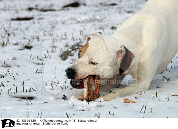 American Staffordshire Terrier knabbert an Stckchen / gnawing American Staffordshire Terrier / SS-03125