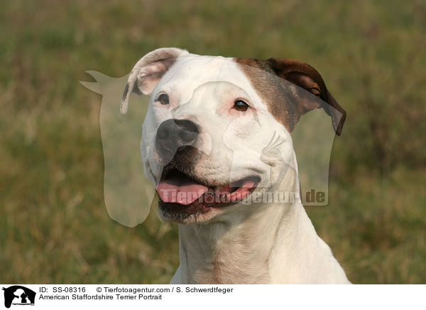 American Staffordshire Terrier Portrait / American Staffordshire Terrier Portrait / SS-08316