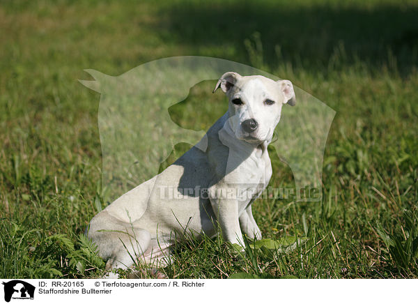Staffordshire Bullterrier / Staffordshire Bullterrier / RR-20165