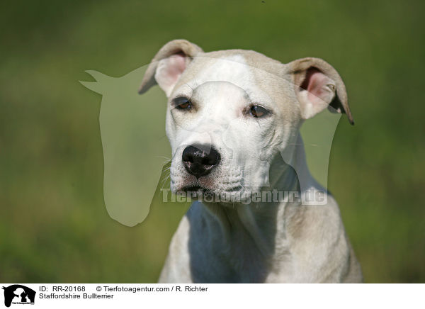 Staffordshire Bullterrier / Staffordshire Bullterrier / RR-20168