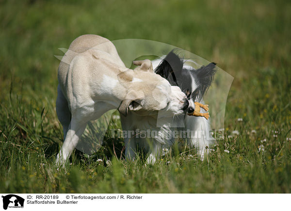 Staffordshire Bullterrier / Staffordshire Bullterrier / RR-20189