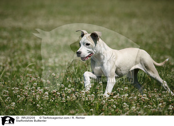 Staffordshire Bullterrier / RR-20209
