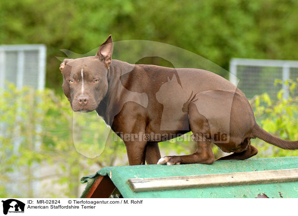 American Staffordshire Terrier / American Staffordshire Terrier / MR-02824