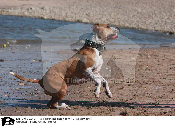 American Staffordshire Terrier / American Staffordshire Terrier / BM-02219