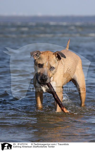 badender American Staffordshire Terrier / bathing American Staffordshire Terrier / IF-07214