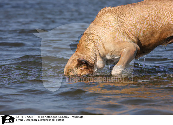 tauchender American Staffordshire Terrier / diving American Staffordshire Terrier / IF-07231