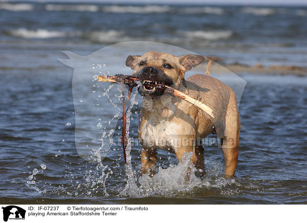 spielender American Staffordshire Terrier / playing American Staffordshire Terrier / IF-07237