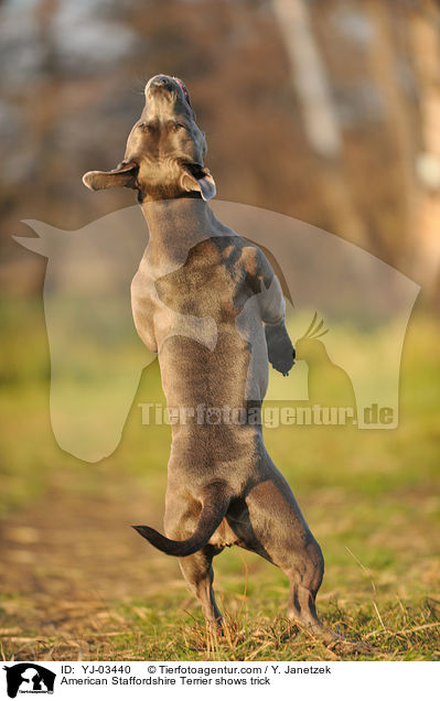 American Staffordshire Terrier macht Mnnchen / American Staffordshire Terrier shows trick / YJ-03440
