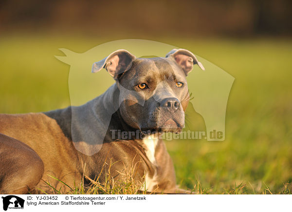 liegender American Staffordshire Terrier / lying American Staffordshire Terrier / YJ-03452