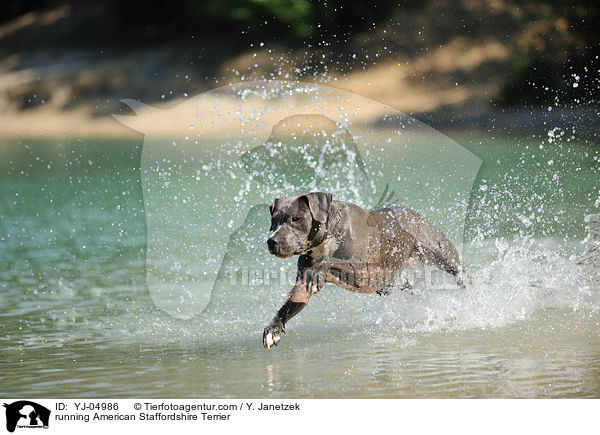 rennender American Staffordshire Terrier / running American Staffordshire Terrier / YJ-04986