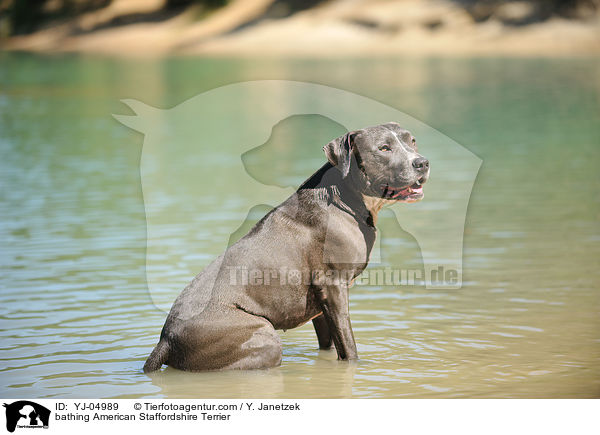 badender American Staffordshire Terrier / bathing American Staffordshire Terrier / YJ-04989