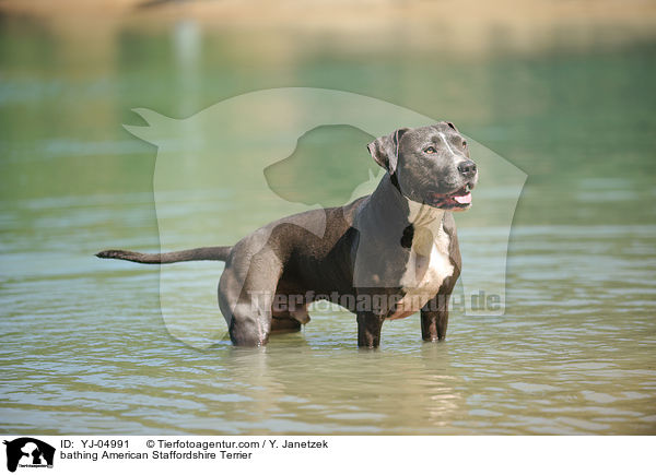 badender American Staffordshire Terrier / bathing American Staffordshire Terrier / YJ-04991