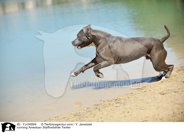 rennender American Staffordshire Terrier / running American Staffordshire Terrier / YJ-04994