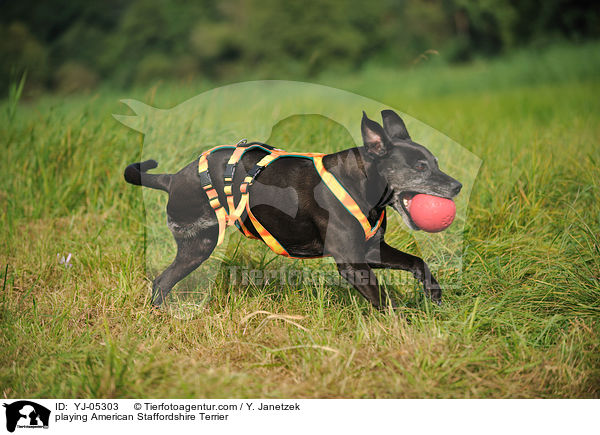 spielender American Staffordshire Terrier / playing American Staffordshire Terrier / YJ-05303