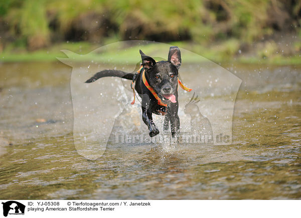 playing American Staffordshire Terrier / YJ-05308