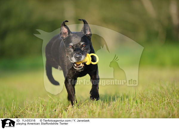 spielender American Staffordshire Terrier / playing American Staffordshire Terrier / YJ-05316