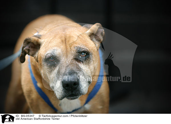 alter American Staffordshire Terrier / old American Staffordshire Terrier / BS-05347