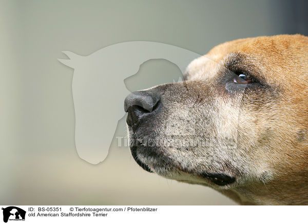 alter American Staffordshire Terrier / old American Staffordshire Terrier / BS-05351