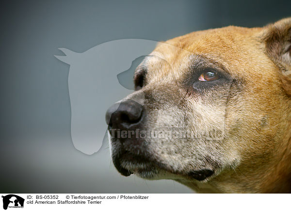 alter American Staffordshire Terrier / old American Staffordshire Terrier / BS-05352
