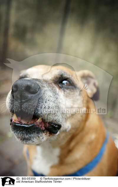 alter American Staffordshire Terrier / old American Staffordshire Terrier / BS-05359