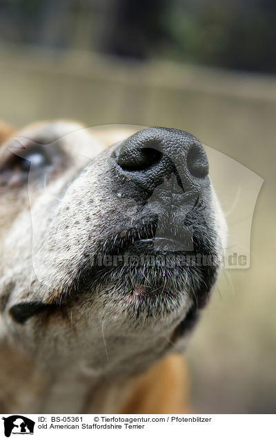 alter American Staffordshire Terrier / old American Staffordshire Terrier / BS-05361
