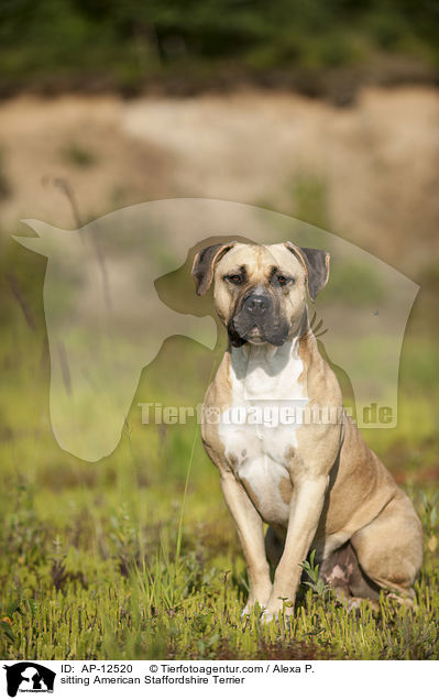 sitzender American Staffordshire Terrier / sitting American Staffordshire Terrier / AP-12520