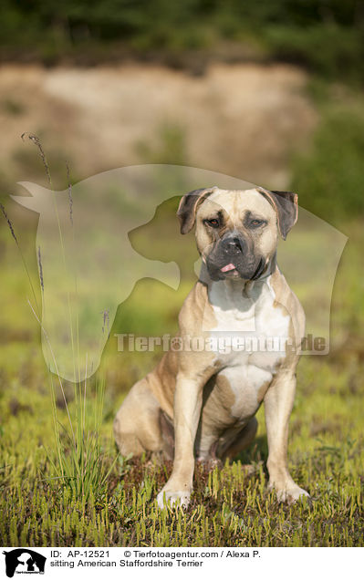 sitzender American Staffordshire Terrier / sitting American Staffordshire Terrier / AP-12521