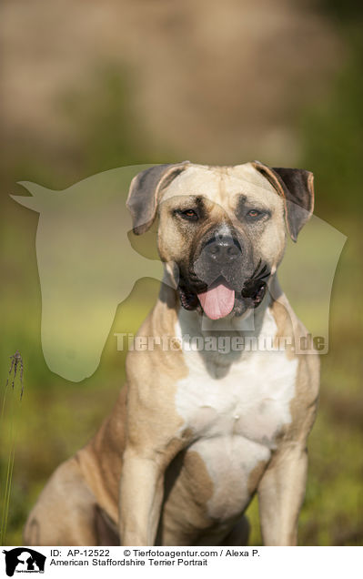American Staffordshire Terrier Portrait / American Staffordshire Terrier Portrait / AP-12522