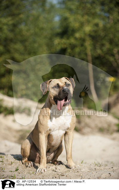 sitzender American Staffordshire Terrier / sitting American Staffordshire Terrier / AP-12534