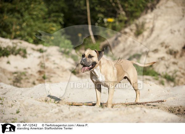 stehender American Staffordshire Terrier / standing American Staffordshire Terrier / AP-12542