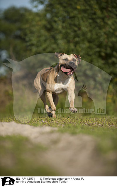 rennender American Staffordshire Terrier / running American Staffordshire Terrier / AP-12571